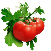 Fresh Tomato